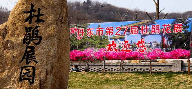 丹东杜鹃花展图片