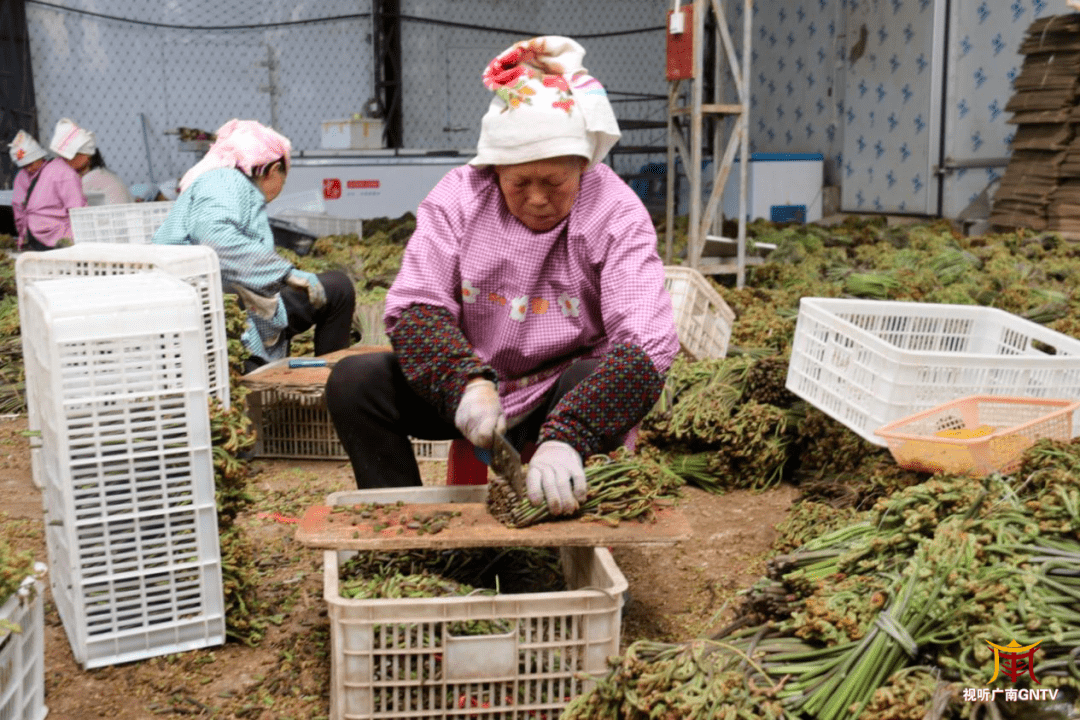 广南山珍蕨菜采收忙_加工_者兔乡_张珍兰