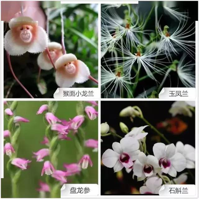 兰草花品种区分图片图片