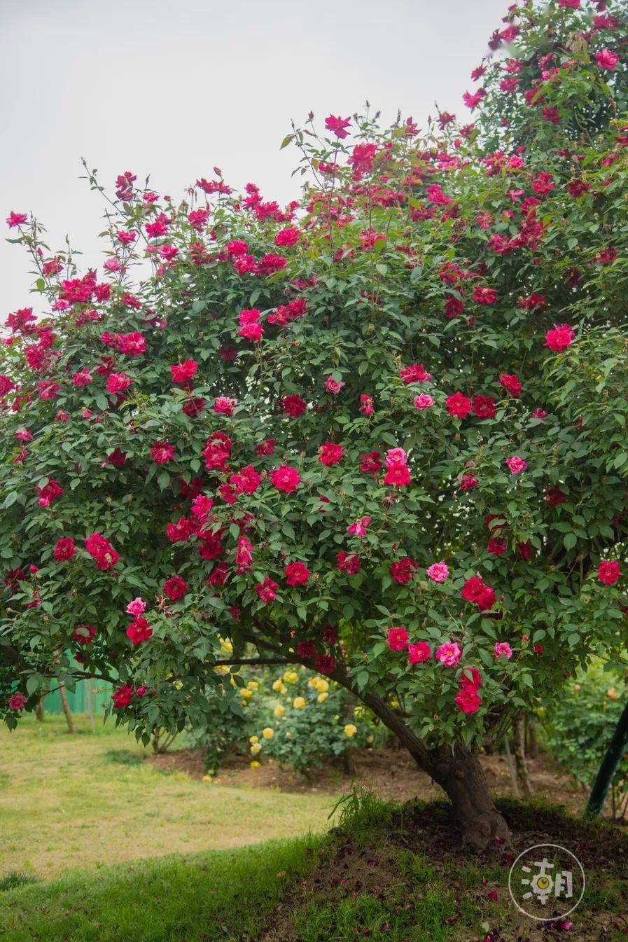 这两棵百年玫瑰老树屹立在漫花庄园的最高处,见证了无数风雨,经历了无