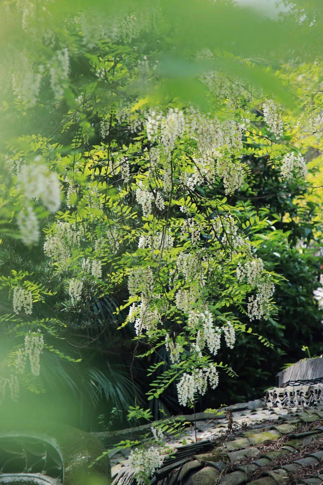 逛公园红墙里槐花影