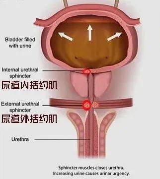 膀胱内括约肌图片