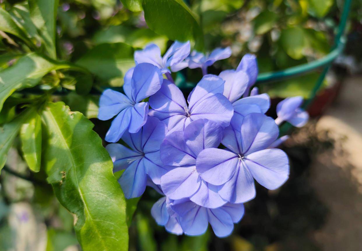 养蓝雪花2个方面要充足枝叶繁茂开花很多如淡蓝色花海