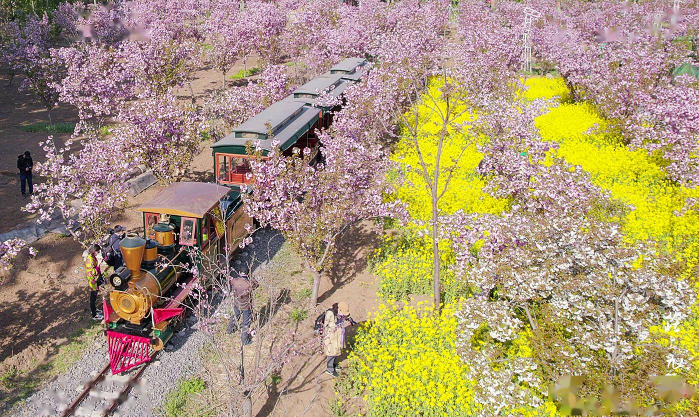 樱花小镇 那开往春天的列车