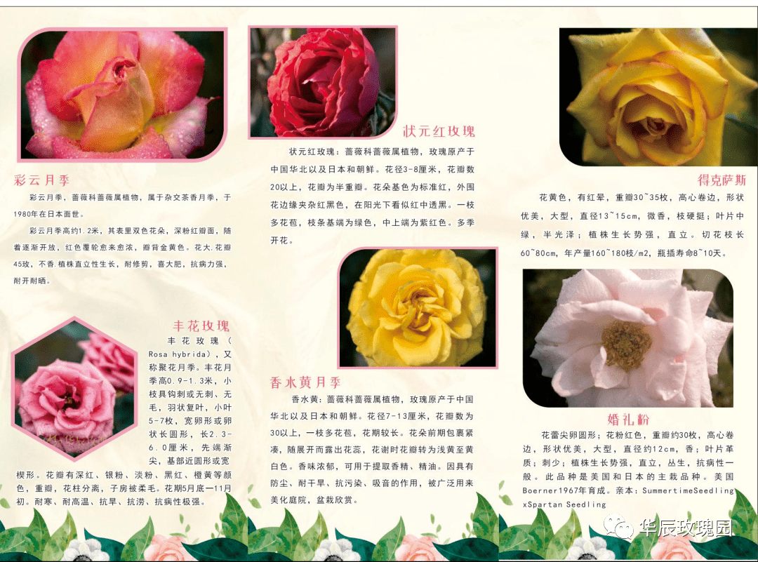 玫瑰花_欧月_品种