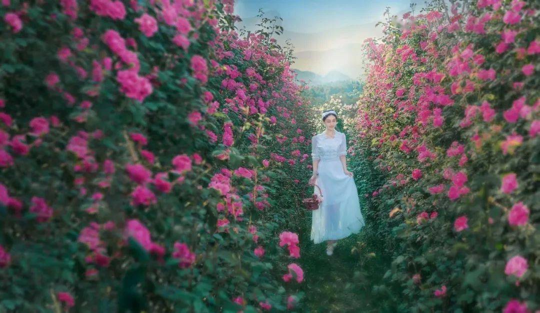 美浪漫唯美花海大片正在崇州热映