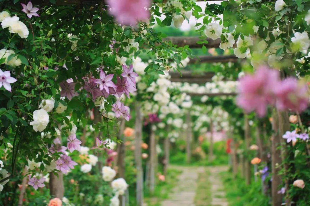 浪漫唯美花海大片正在崇州热映~_蔷薇_慕藤_月季