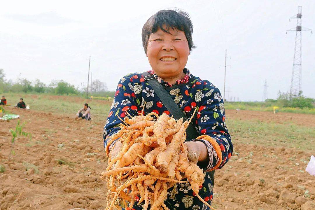 地黄种植(地黄的种植与生长条件)