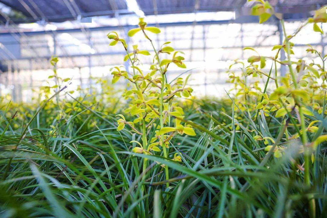 靖江有"中国蕙兰解佩梅之乡"美誉靖江市花和文化名片也是兰花是中国