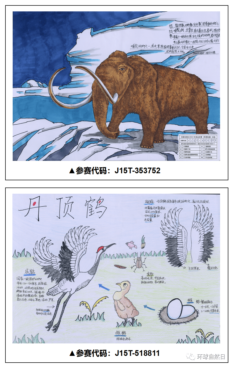 【官宣】环球自然日2021总决赛科普绘画作品赏析