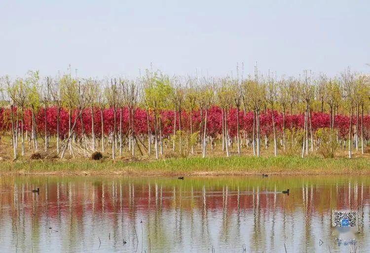 津南绿屏辛庄湾邂逅春日美景