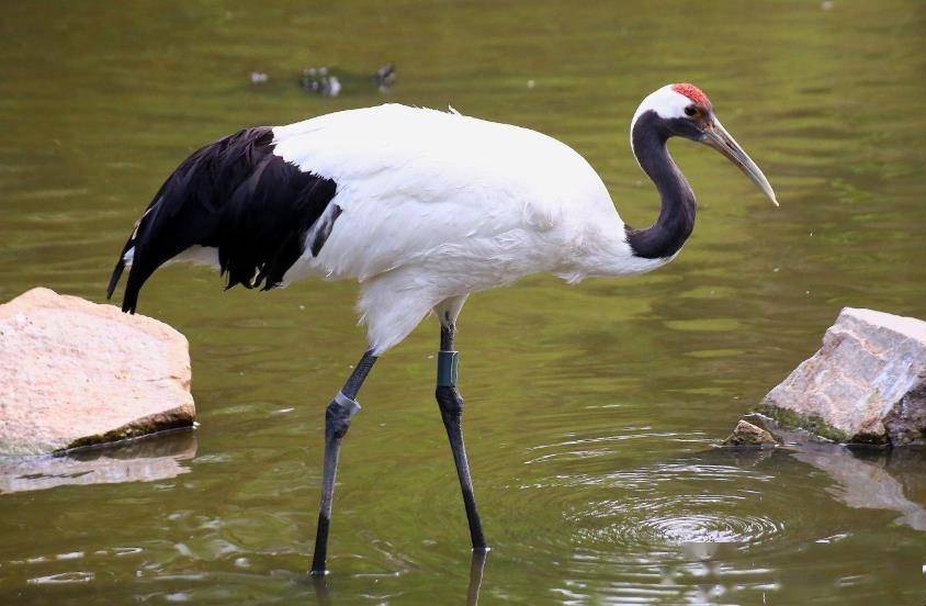 传说中的仙鹤是丹顶鹤的别称,丹顶鹤的学名为"grus japonensis",是鹤