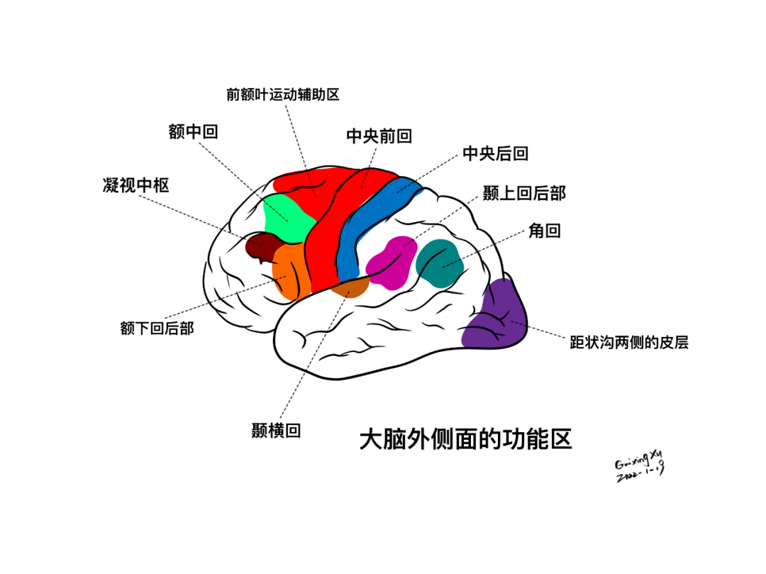 大腦外側面的功能區左右大腦半球功能大腦皮層的分葉首發:丁香園神經