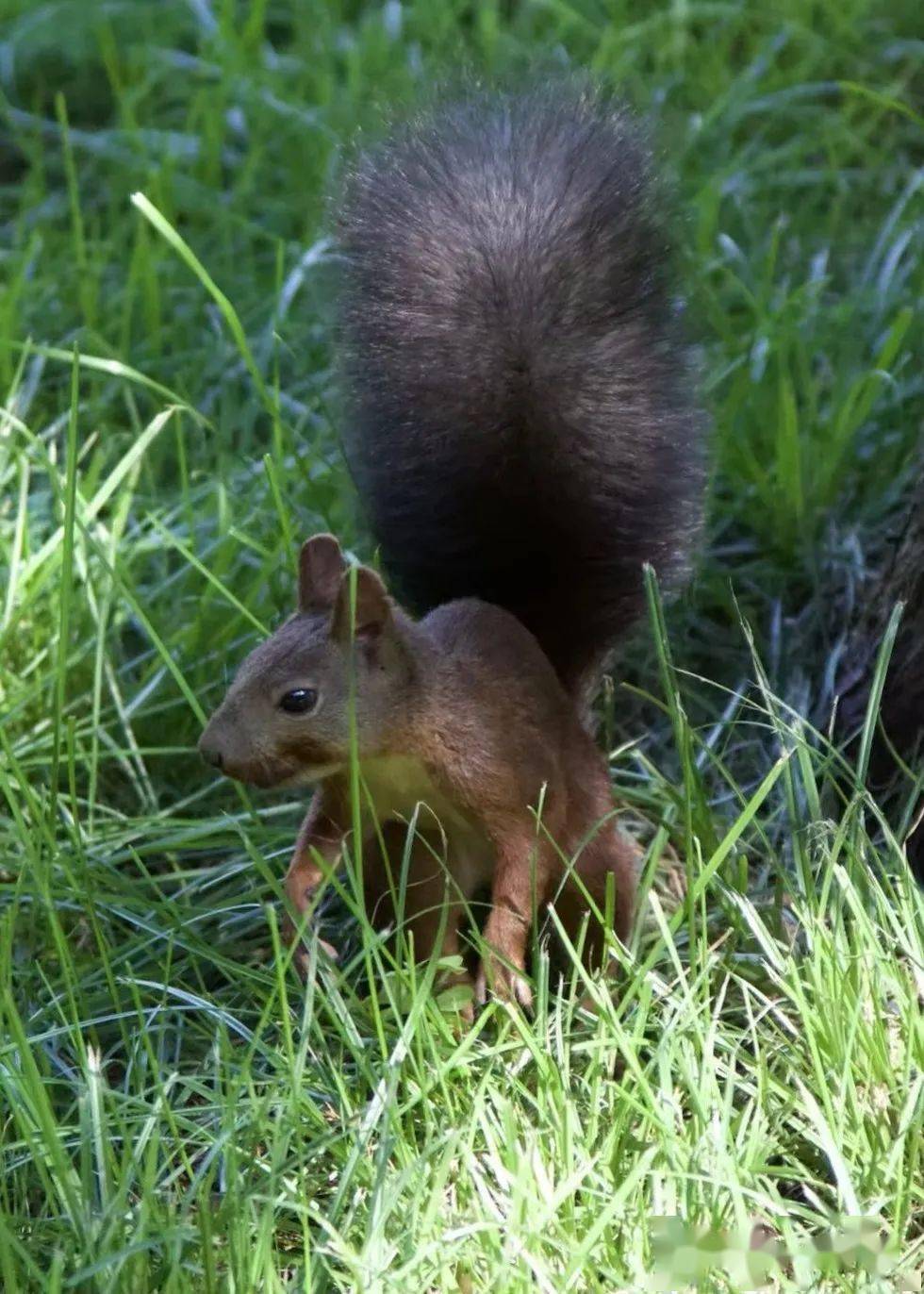 草地上的松鼠