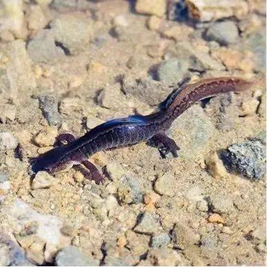 与恐龙生活在同一时代的古珍稀动物极北鲵属两栖纲小鲵科又叫"水蛇子"