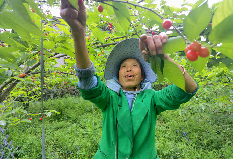 清镇市流长乡凹河樱桃甜蜜上市果农喜获丰收