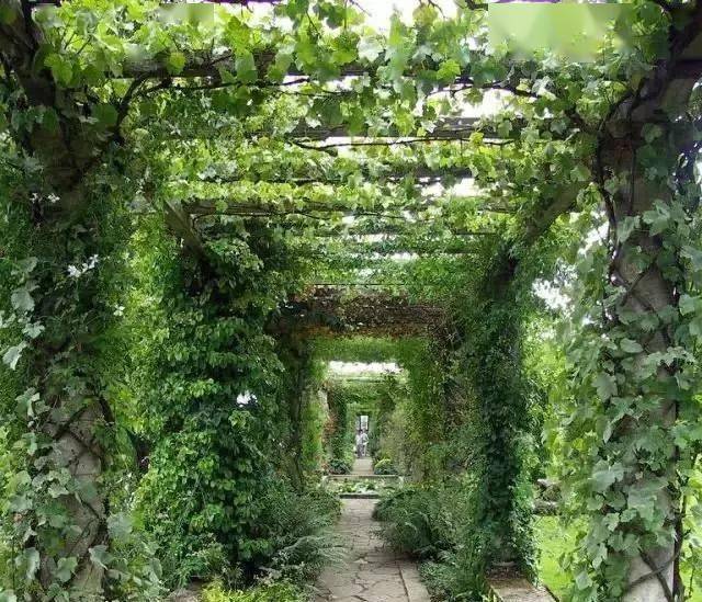 园艺生活庭院藤架