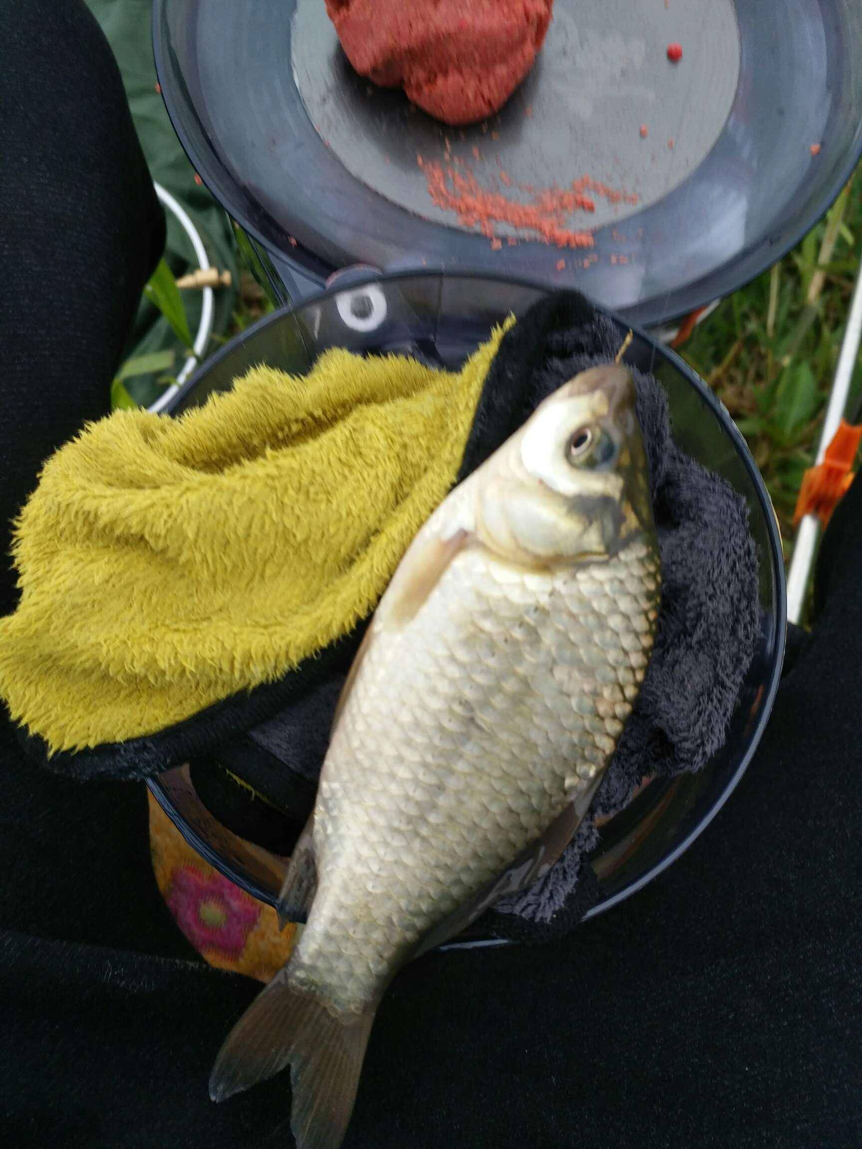 这种鱼各地叫法不一,有些地方叫沙勾,有些地方叫柳丁,有些叫七星麻鱼