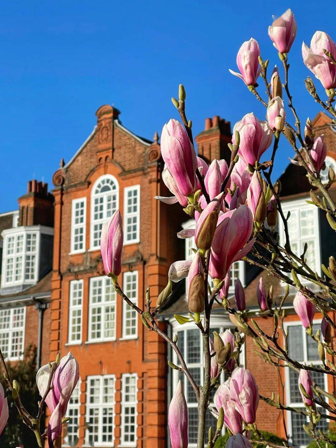 怦然心动英国大学迎来最美春天