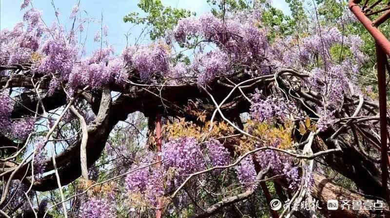 宁阳县葛石镇凤凰山千年紫藤花开如瀑