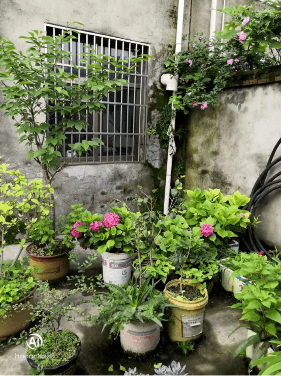 谁家小院惊艳了时光田家镇街道美丽庭院投票开始啦第一期