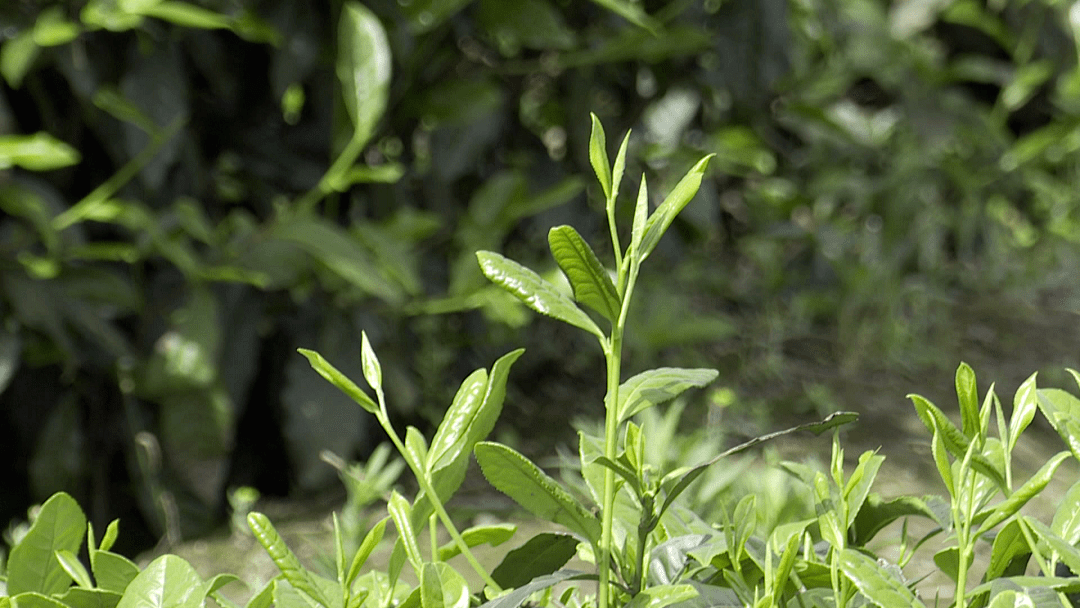 夾關鎮黑茶示範基地邛崍各大茶園的茶樹紛紛抽出了嫩綠的芽頭和葉片