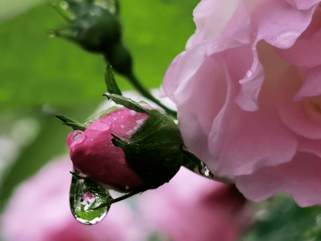 谷雨| 诗两首_馨竹_布谷鸟_母亲