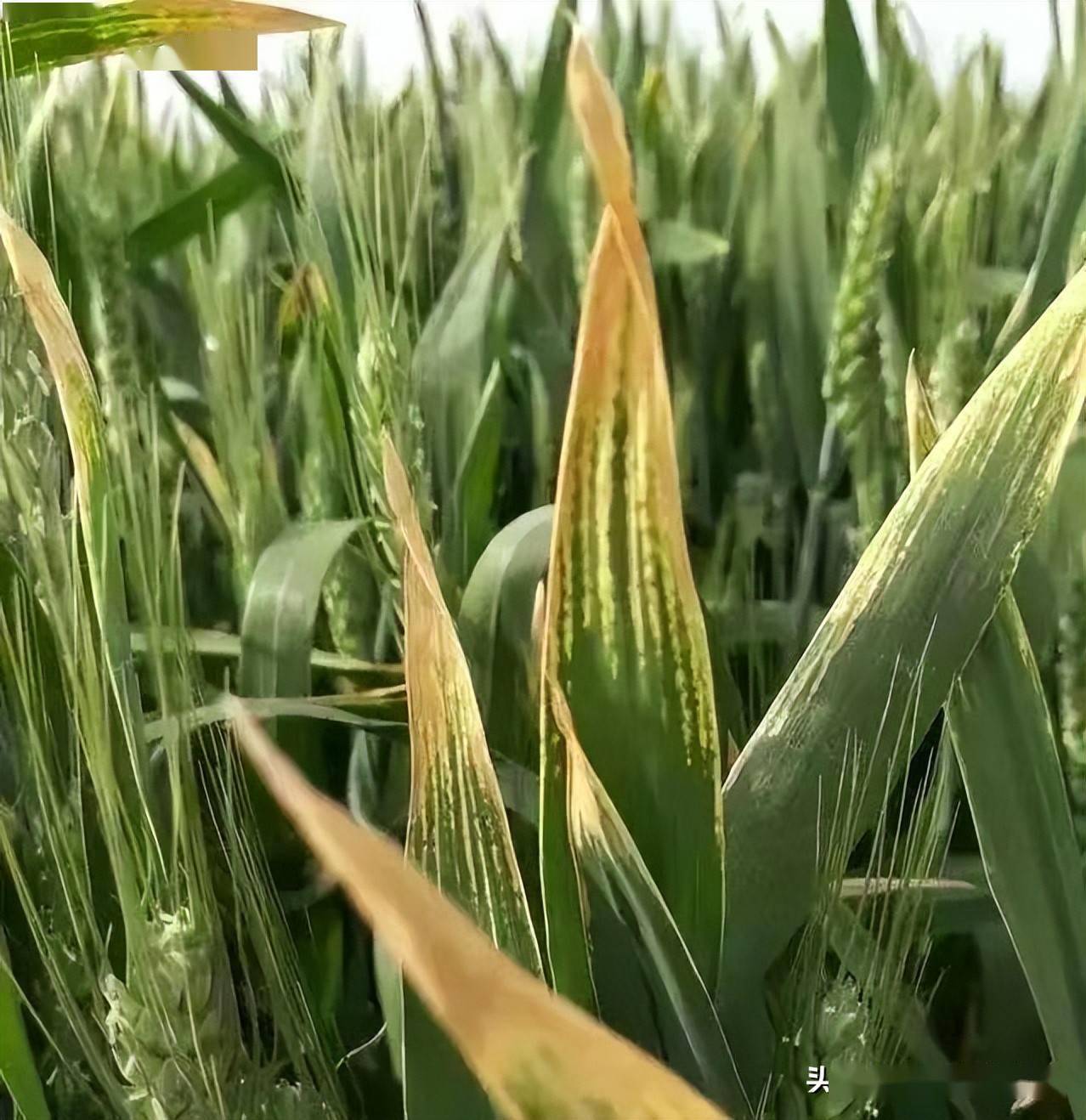 小麦干尖,发黄是怎么回事?如何预防?_过程_病虫害_肥料