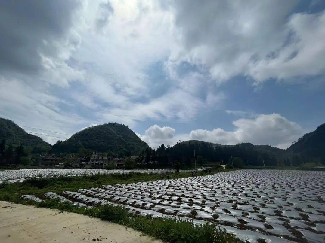 四新四化进行时织金县熊家场镇万亩辣椒移栽忙规模发展促增收