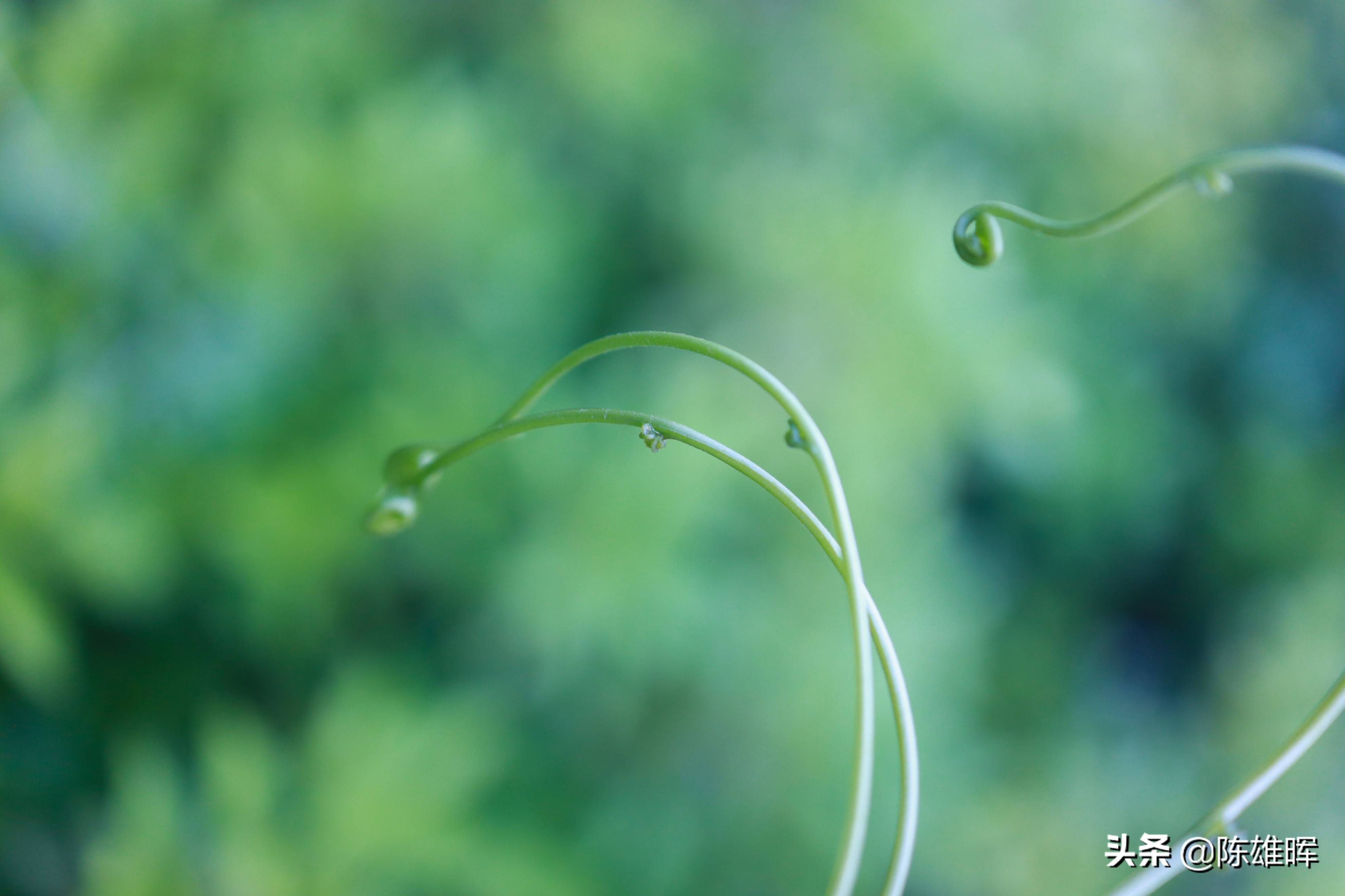 今日谷雨时分_今日谷雨_时分