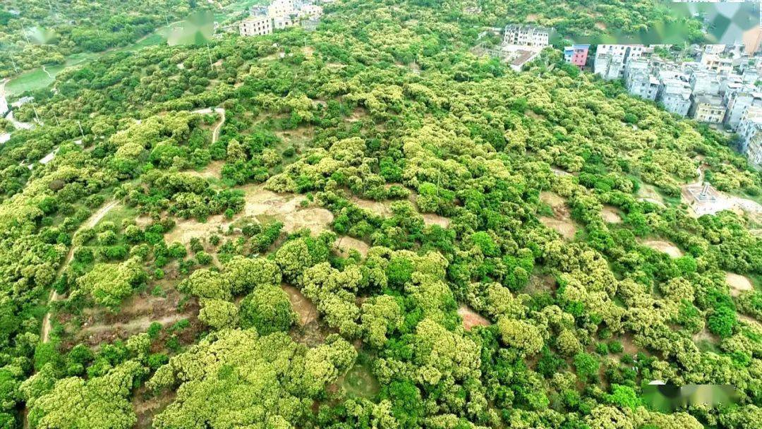 又到荔枝季桂平麻垌镇6000亩荔枝花竞相绽放春潮涌动