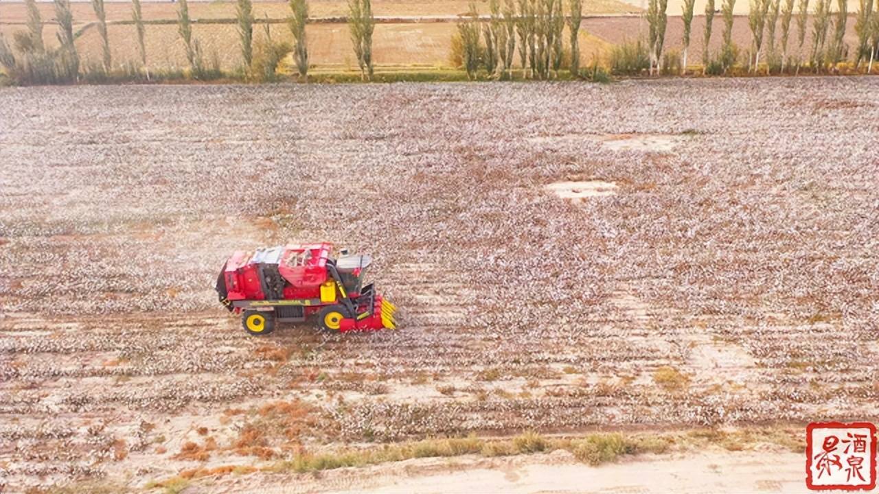 酒泉:谷雨时节好种棉 智慧农机促增收_棉花_种植_敦煌