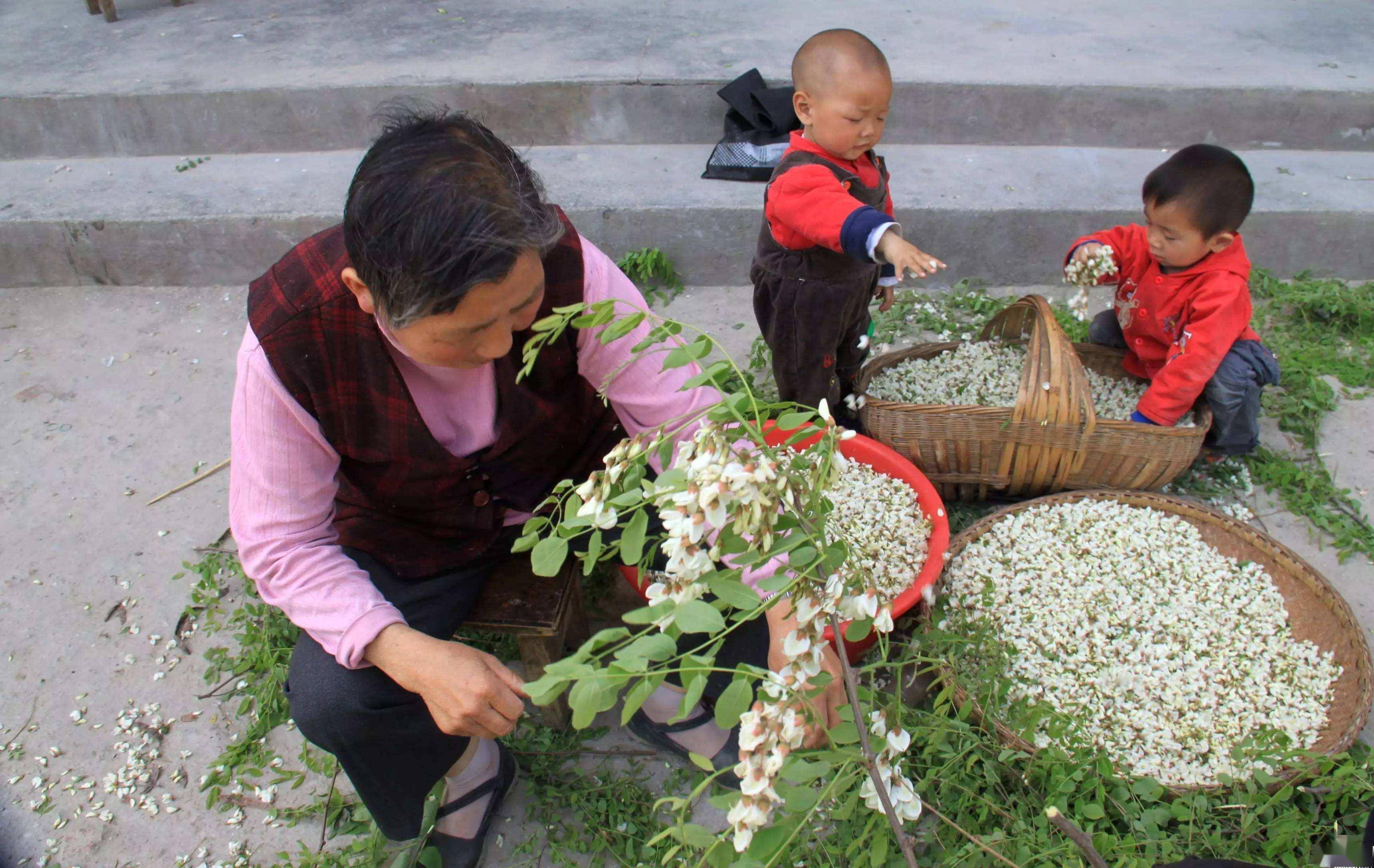 乡土散文槐花情