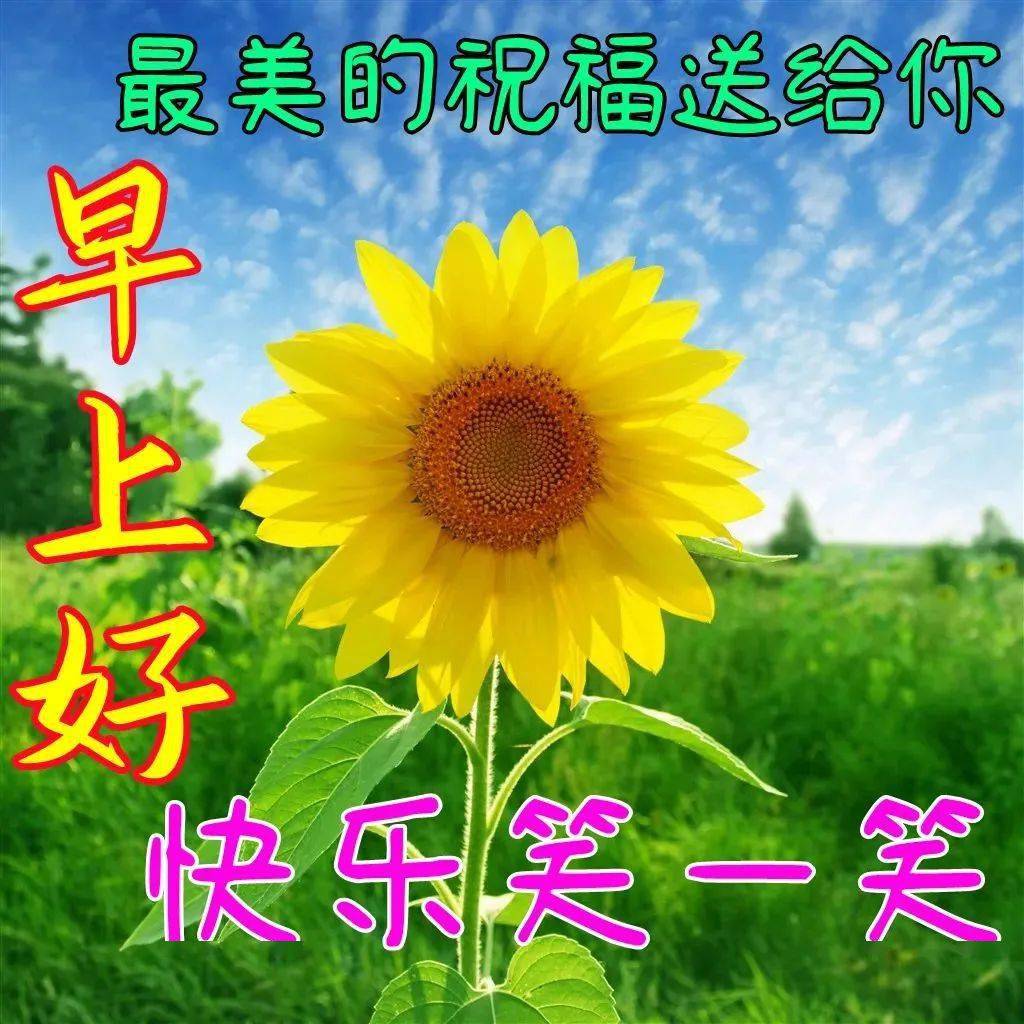 最新創意好看的早上好圖片帶祝福語不用打字聊天的春天早上好問候祝福