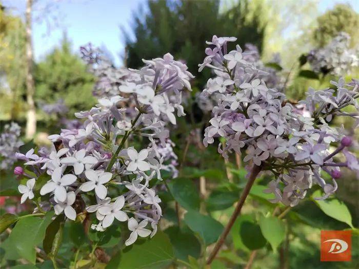 敦煌丁香绽放香满城