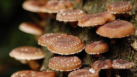 食用菌的药用价值