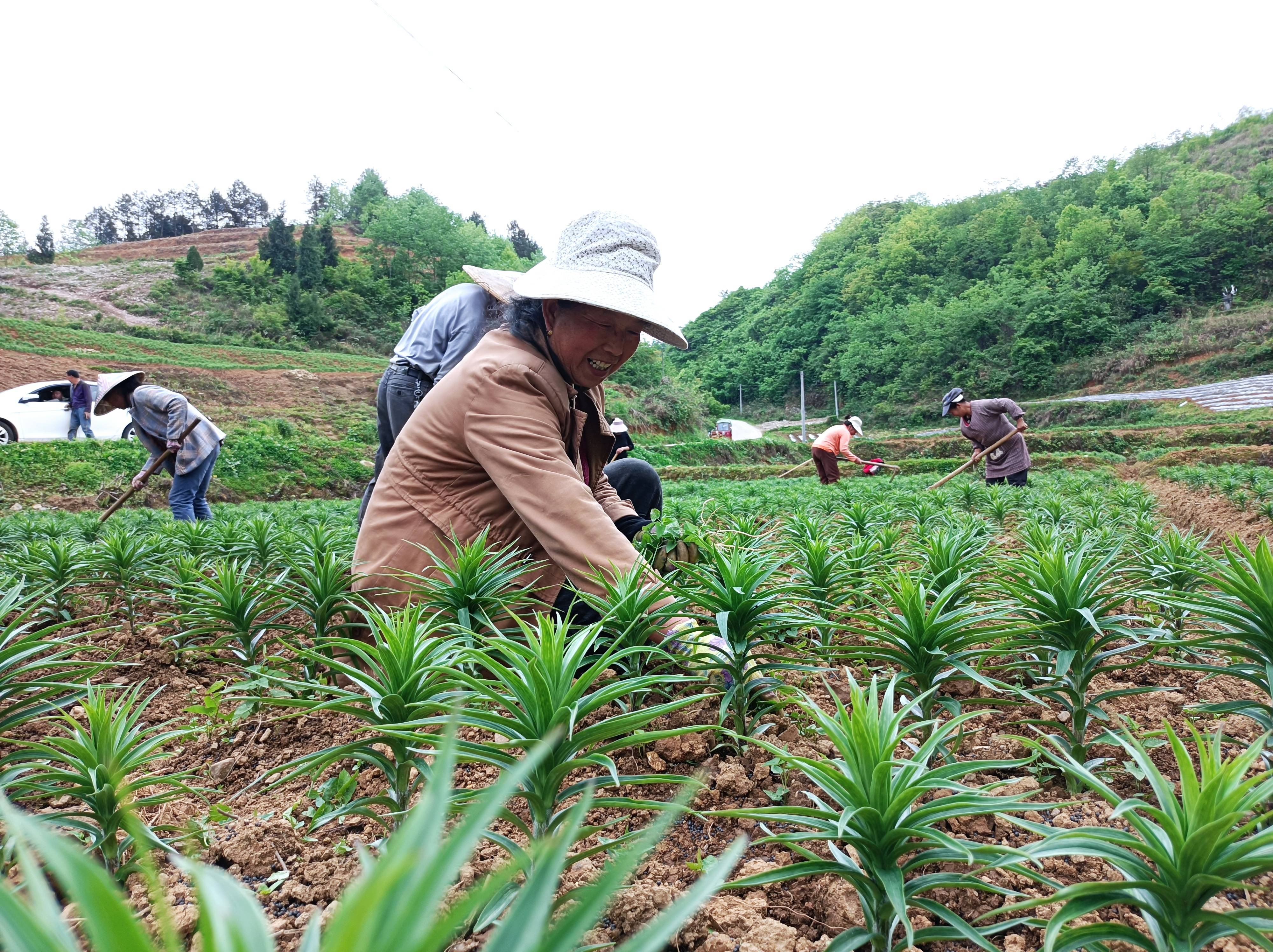 百合种植图片图片