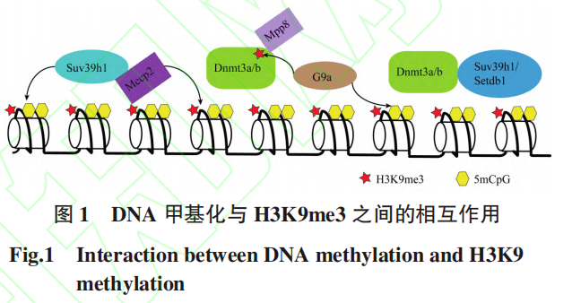 亮点文章dna甲基化和组蛋白甲基化修饰的表观遗传调控作用研究进展