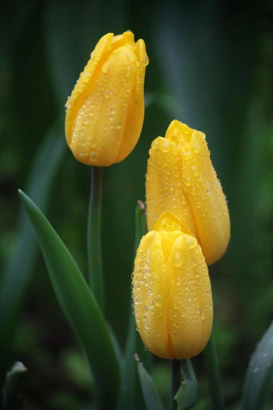 四月盛开的郁金香,是北京城里的最美的花海!