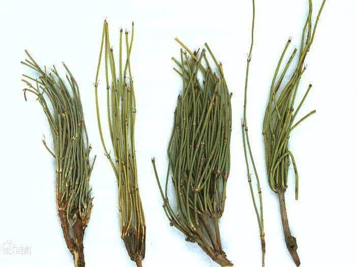 从麻黄草的茎秆里可以提炼出一种化学物质一一麻黄碱,它就是制造头号