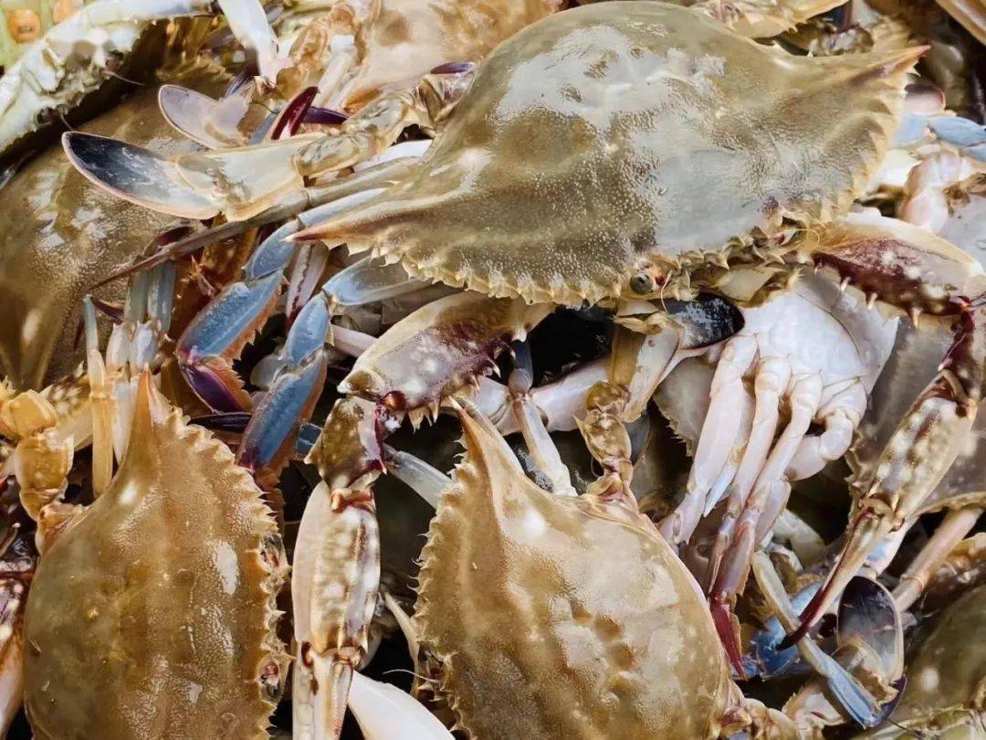 所有吃货休渔倒计时抓紧时间来洞头吃海鲜啦