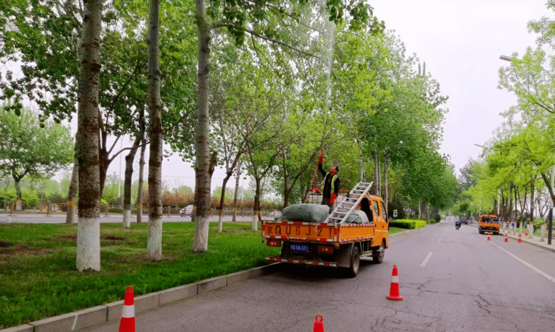 号外通州区杨柳飞絮治理工作有亮点