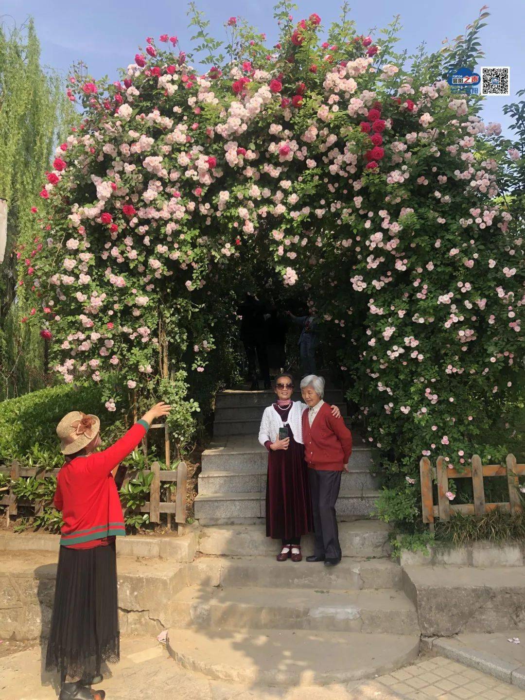 襄阳有一条月季花廊!_新华公园_杨春丽_李燕飞