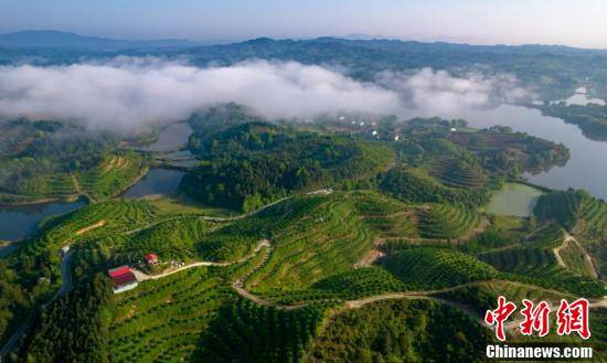 航拍江西"油茶之乡"生态美_新余市_九龙山乡_发展