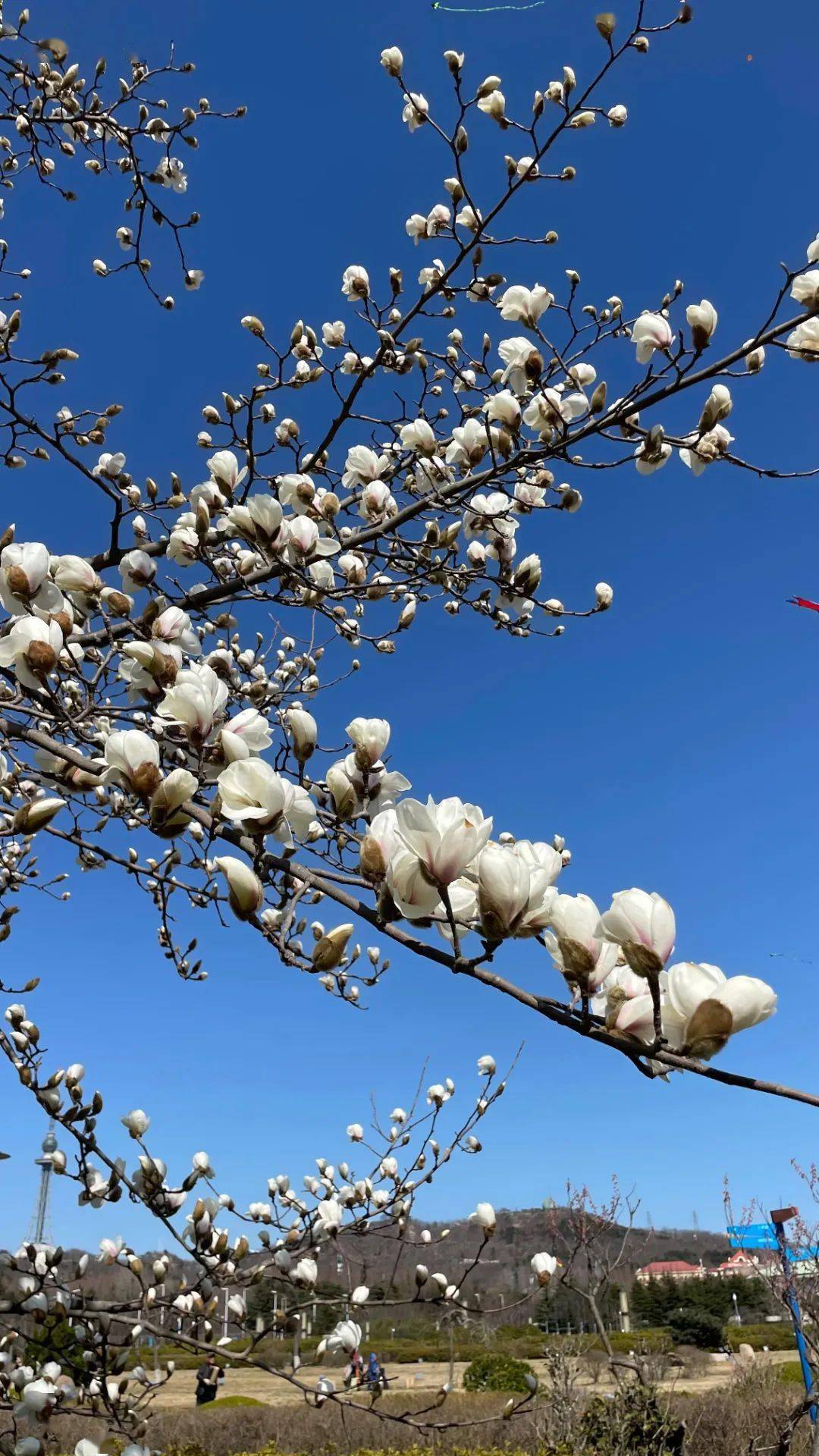 跟着地铁云赏花丨征集作品出炉啦快来为您喜爱的作品打call