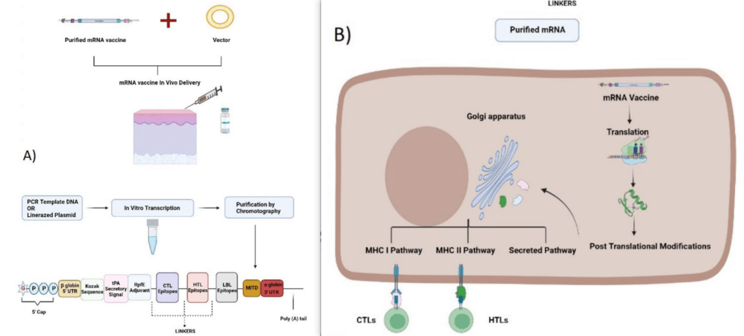 encoding the mpt83 antigen induces protective immune responses