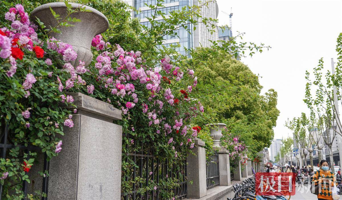 鮮花傾瀉出牆,花香醉行人_圍牆_李輝_百花