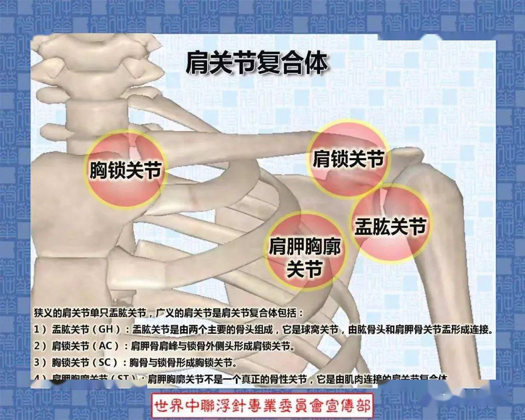 肩關節病痛之解剖基礎篇