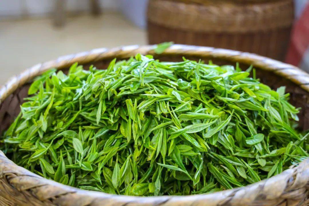 赣州三农4500吨赣州春茶你喝了吗