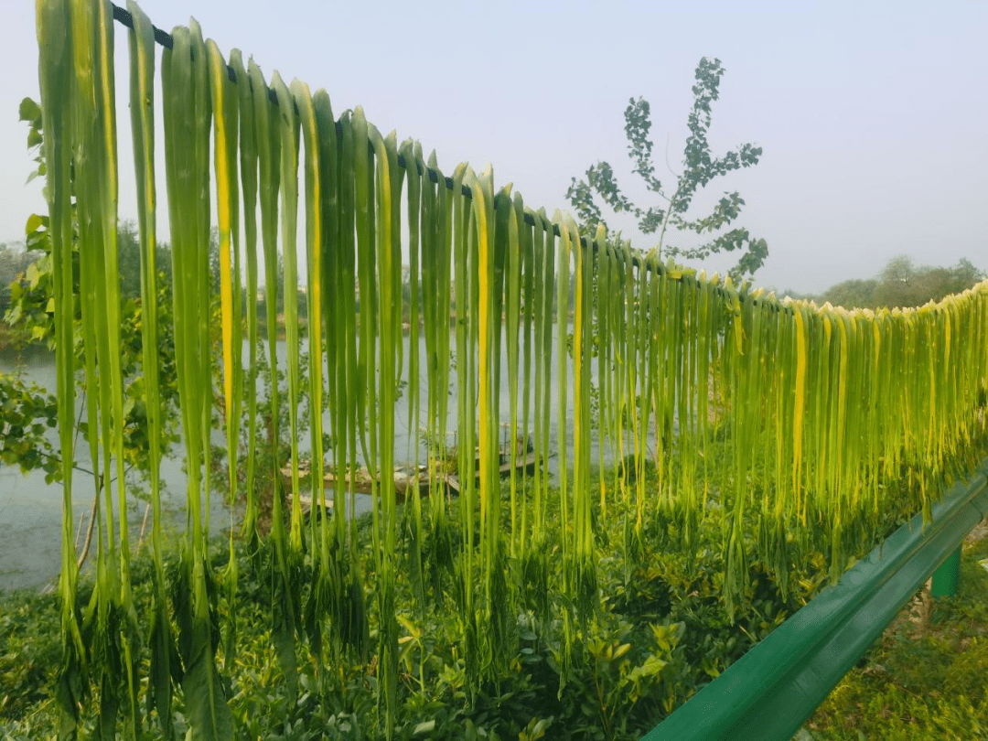 千年古镇春苔收获季